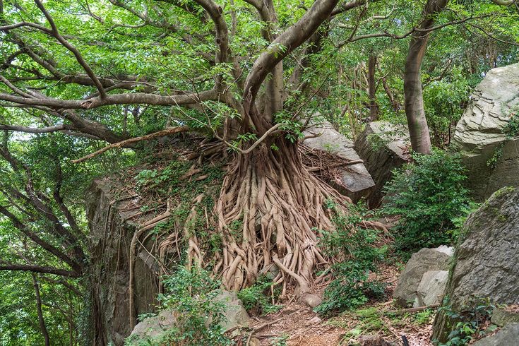 西平椿公園 ラピュタの木